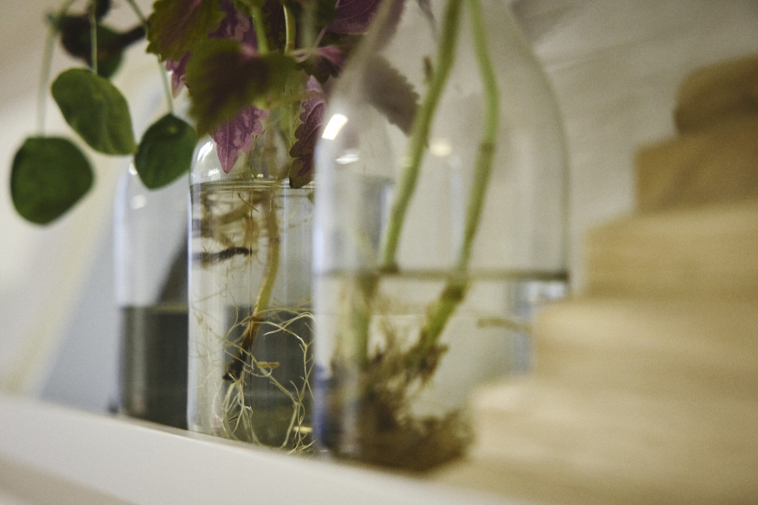 Cuttings of houseplants growing in milk bottles on a shelf of material samples in an office